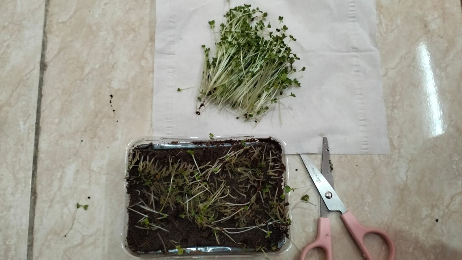 Panen Microgreen - foto 3