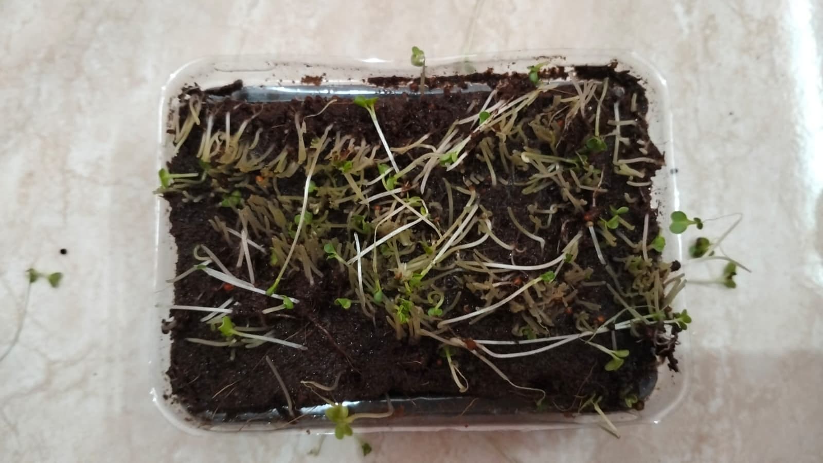 Panen Microgreen - foto 2