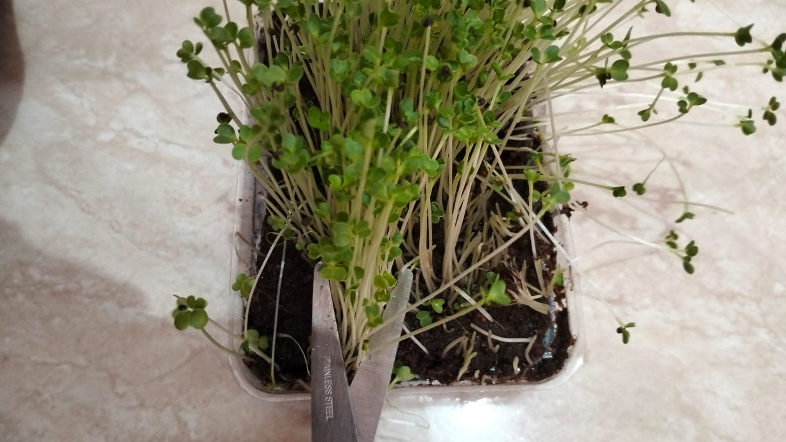 Panen Microgreen - foto 1