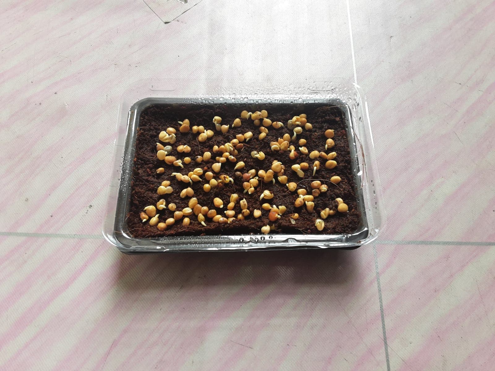 Hari Ke-5 sampai Hari Ke-7 - foto 1